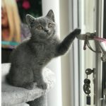 British Blue kitten