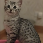 Silver Egyptian Mau kitten