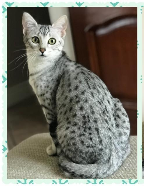 Silver Egyptian Mau Female cat