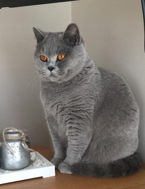 Blue British Shorthair Female cat