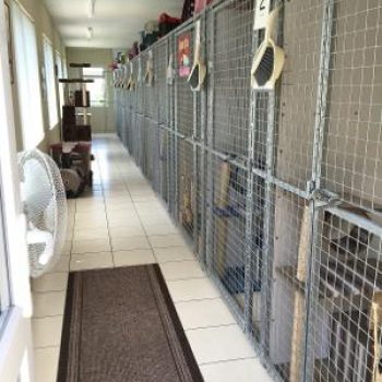 Cattery Corridor