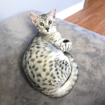 Silver Egyptian Mau