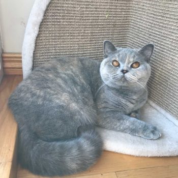 Blue tortie British Shorthair