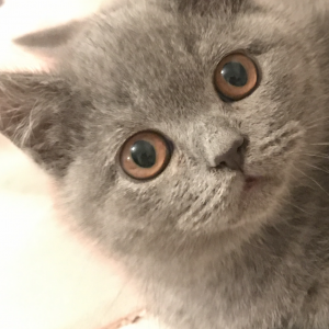 Blue British Shorthair kitten