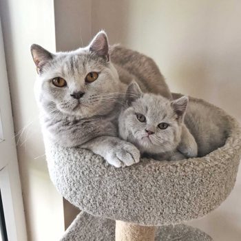 Lilac British Shorthair adult and kitten