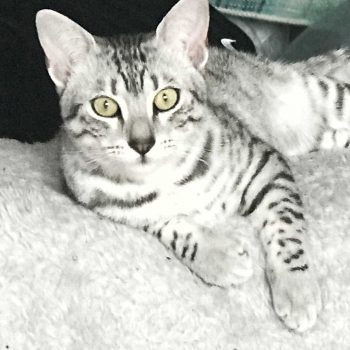 Silver Egyptian Mau cat